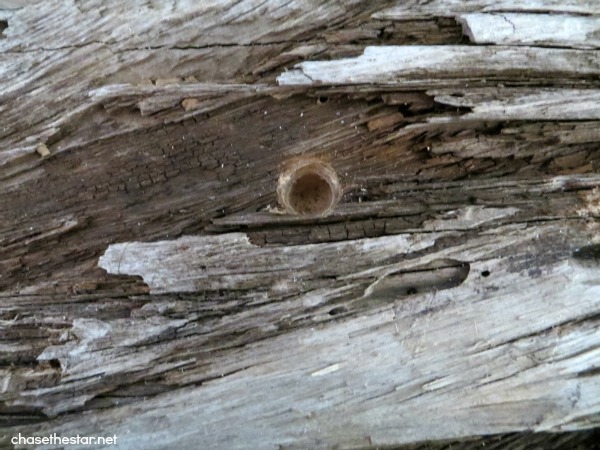 DIY Driftwood Sailboat2 via hellolifeonline.com #driftwood #sailboat #beach 
