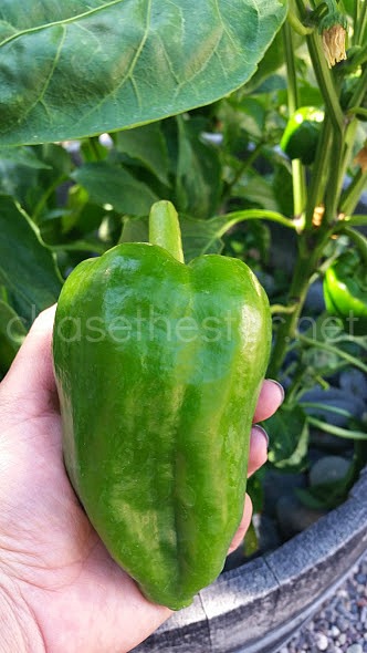 Green Pepper from the garden via Chase the Star