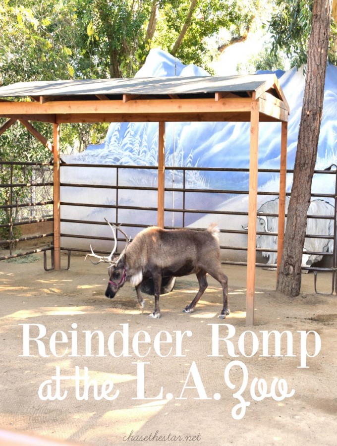 #ReindeerRompLA Celebrate the holidays at the zoo!